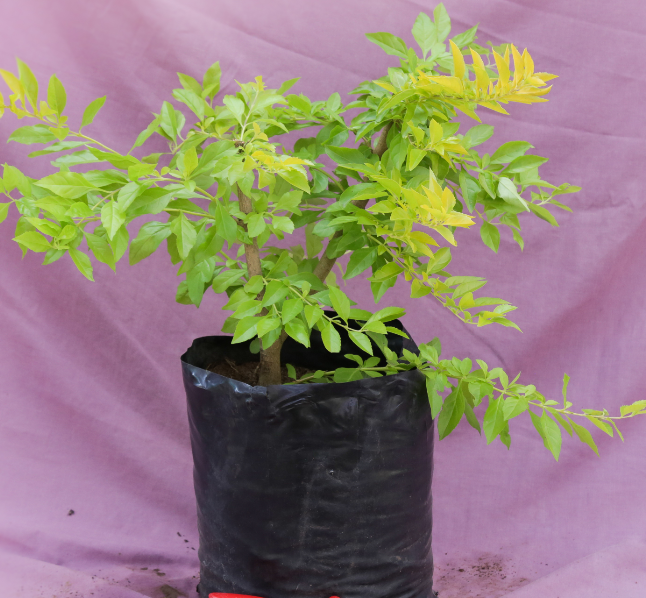 DURANTA GOLD 20L DURANTA GOLD 20L
