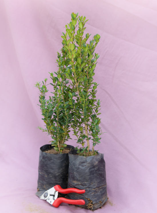 BUXUS GREEN 4L BUXUS GREEN 4L