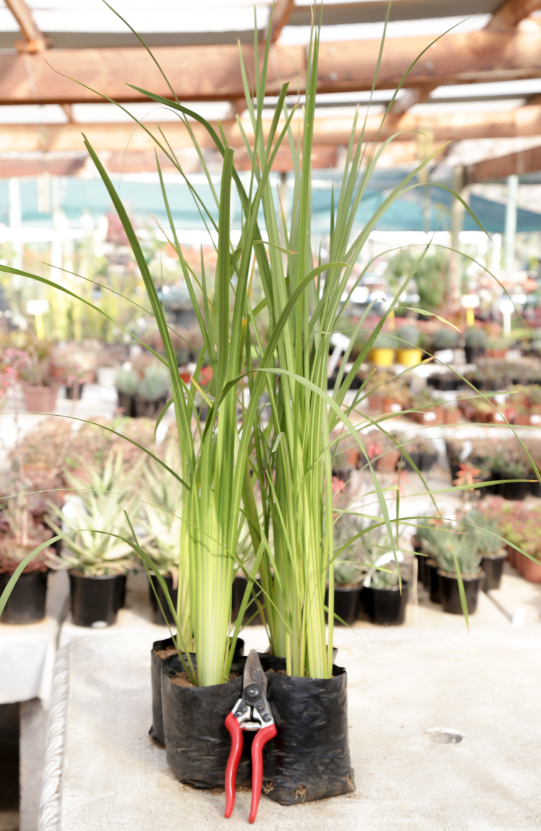 DIETES BICOLOR 2L DIETES BICOLOR 2L