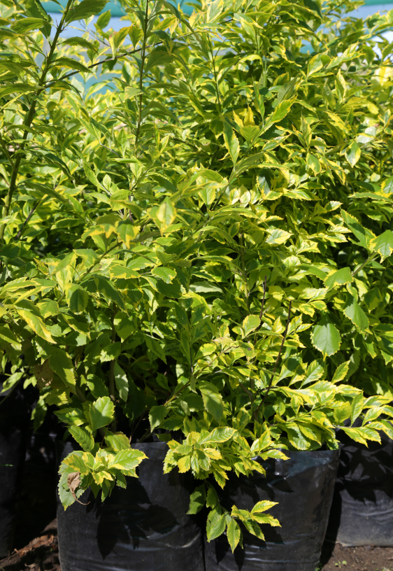 DURANTA GOLD MINE 20L DURANTA GOLD MINE 20L