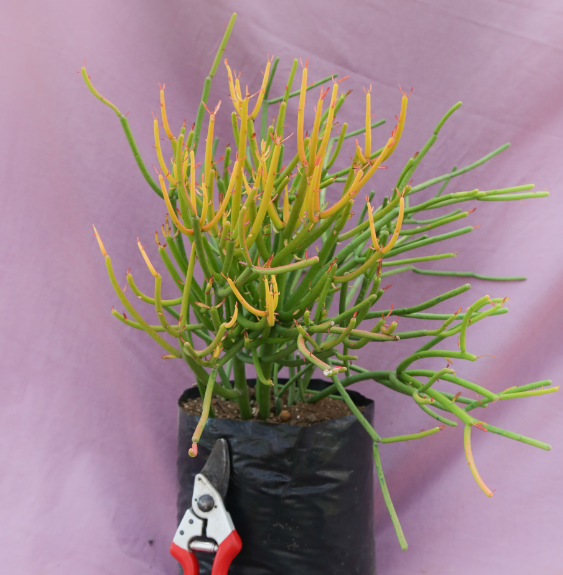 EUPHORBIA FIRESTICK 20L EUPHORBIA FIRESTICK 20L