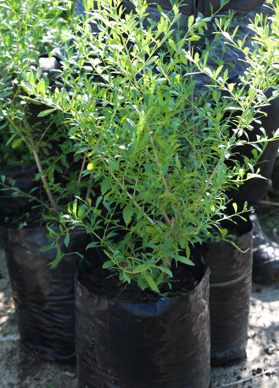 FREYLINIA TROPICA 20L FREYLINIA TROPICA 20L