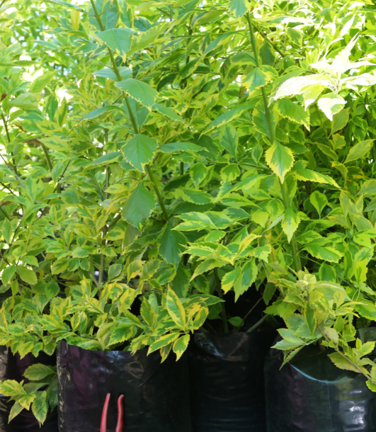 DURANTA GOLD MINE 10L DURANTA GOLD MINE 10L