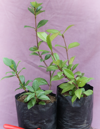 STAR JASMINE 2L STAR JASMINE 2L