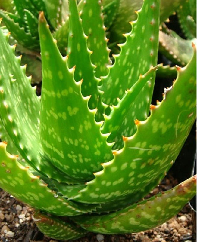 ALOE FRECKLES 4L ALOE FRECKLES 4L