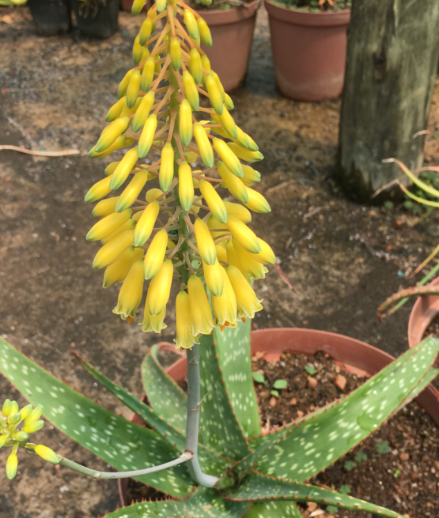 ALOE GOLDFISH 10CM POT ALOE GOLDFISH 10CM POT