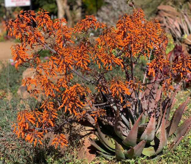 ALOE CHABAUDII ORANGE 5L ALOE CHABAUDII ORANGE 5L