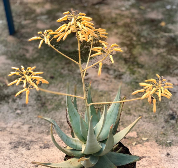 ALOE CHABAUDII YELLOW 5L ALOE CHABAUDII YELLOW 5L