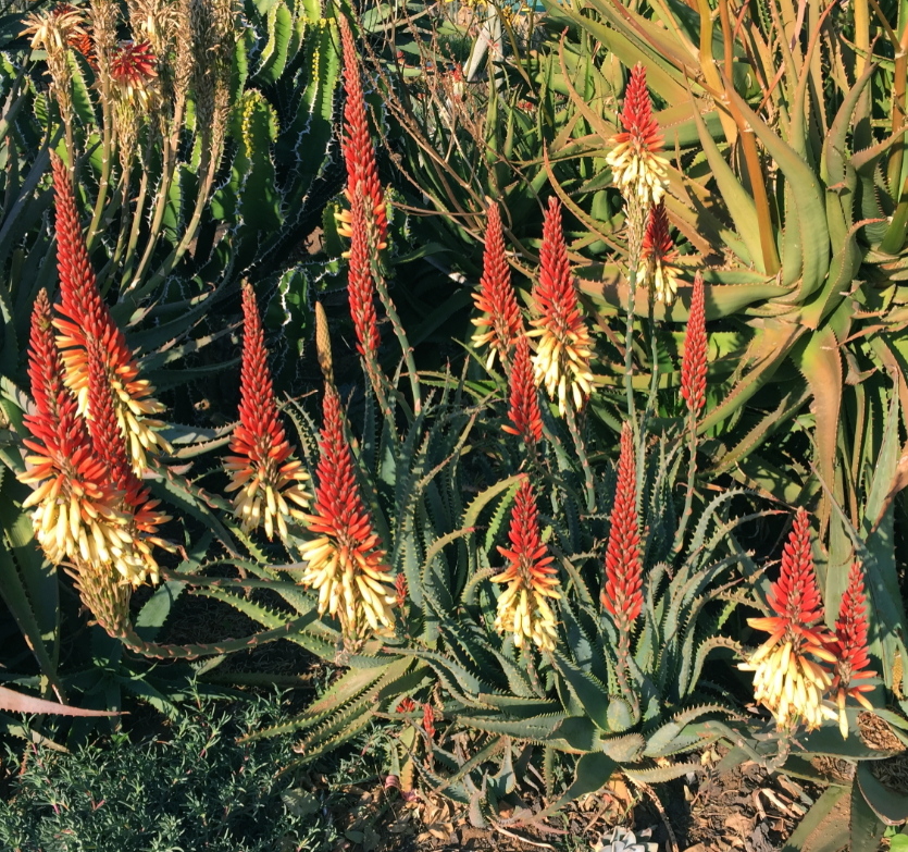 ALOE KNERSIS 5L ALOE KNERSIS 5L