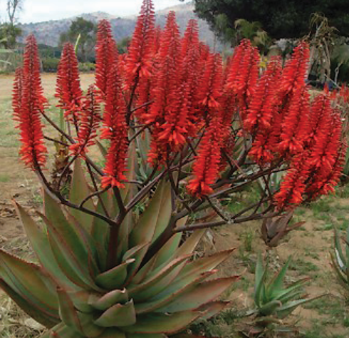 ALOE KOELEMANS RED 15L ALOE KOELEMANS RED 15L