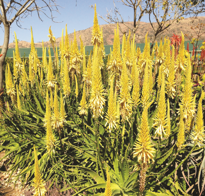 ALOE LEMONADE 5L ALOE LEMONADE 5L