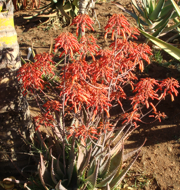 ALOE CHABAUDII RED 5L ALOE CHABAUDII RED 5L