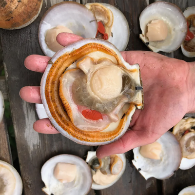 Fresh Scallops (Local Pick-Up Only for this Item)