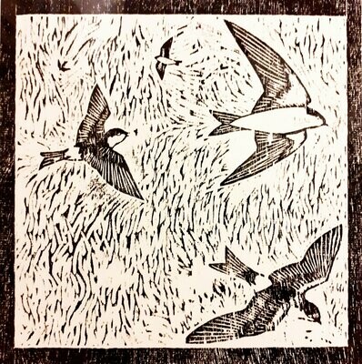 House Martins in their Element 12/50