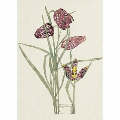 Fritillaria Mackintosh