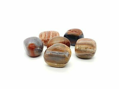 Bois fossilisé / pétrifié / silicifié
