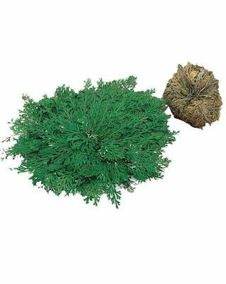 Rose de Jericho, Plante de résurrection