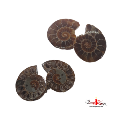Ammonites - par paire