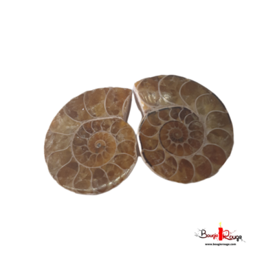 Ammonites - par paire