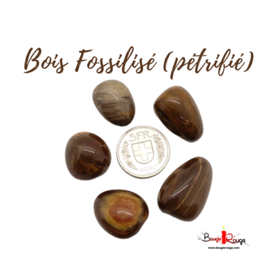Bois Fossilisé / Pétrifié