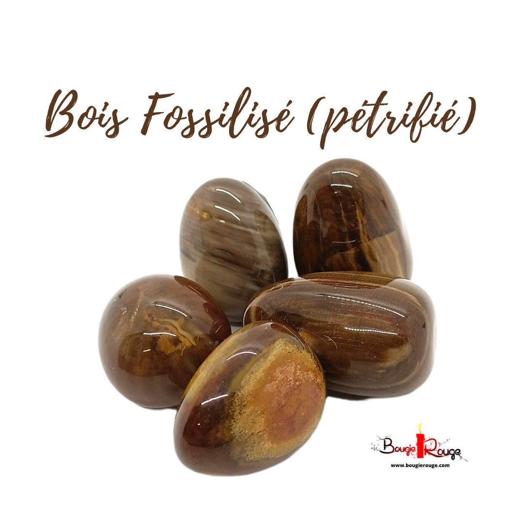 Bois Fossilisé / Pétrifié