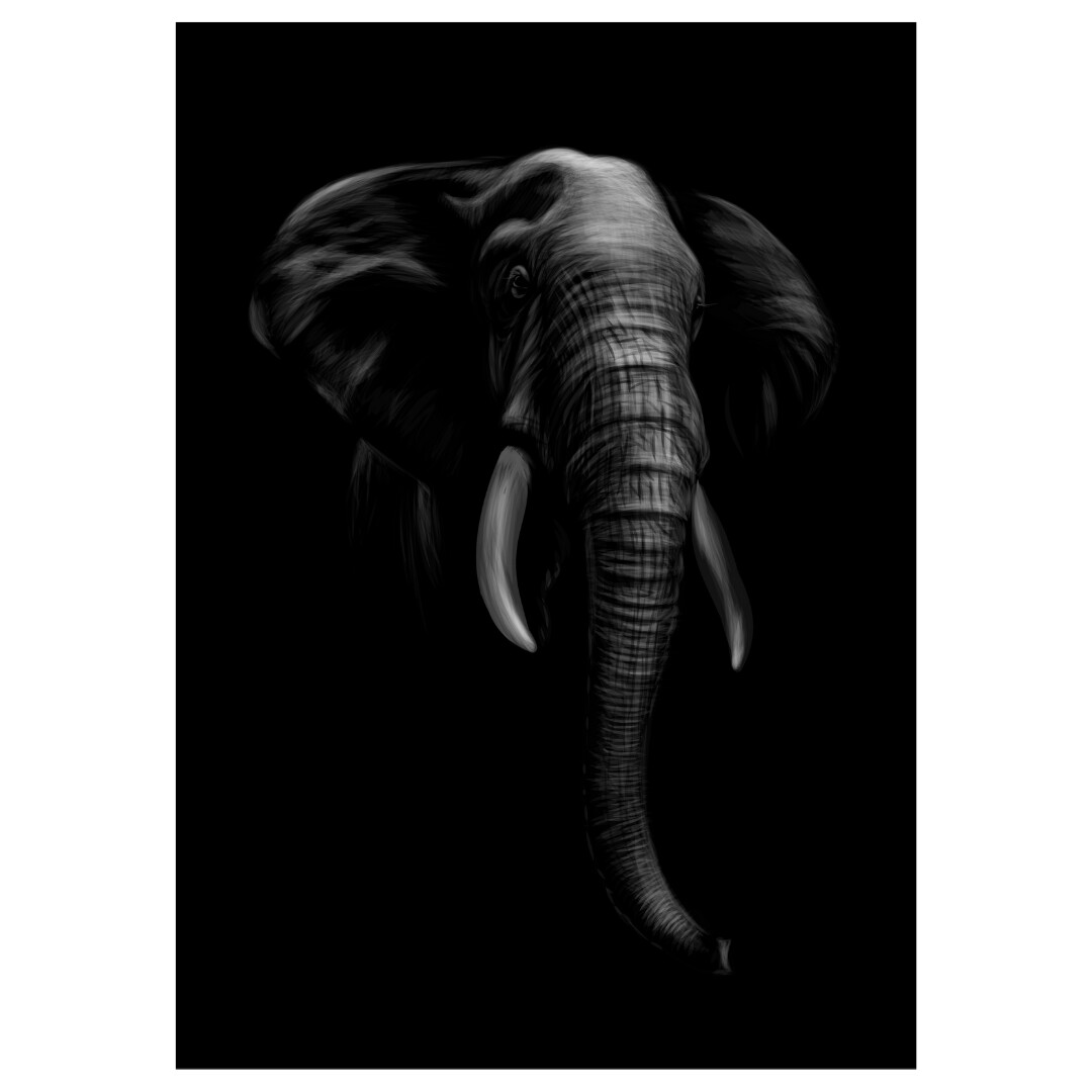 Poster plastifié - éléphant noir-blanc