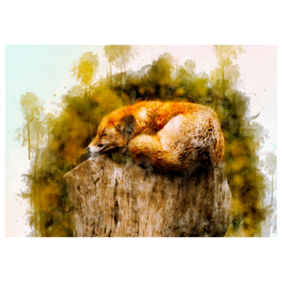 Poster plastifié - Renard endormi