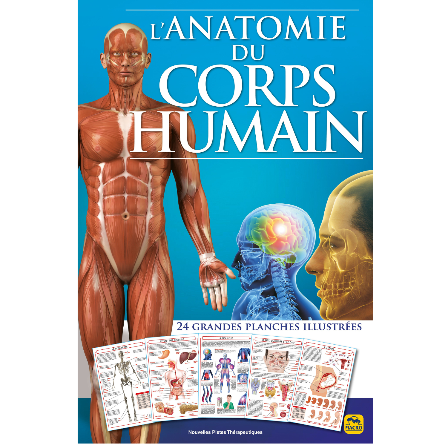 L'anatomie du corps humain