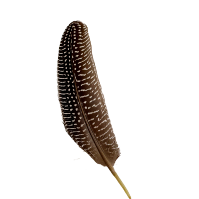 Plume de pintade