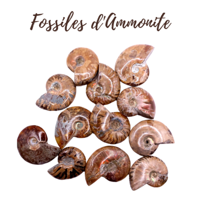 Fossiles d&#39;Ammonite - de 10 à 19 g