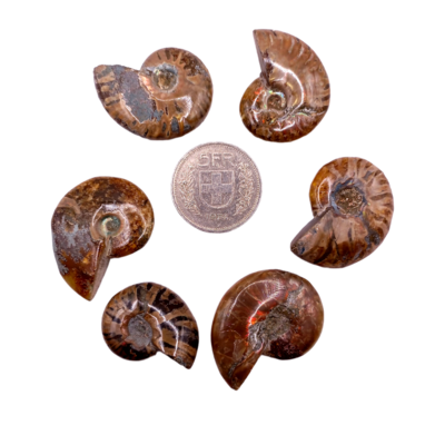 Fossiles d'Ammonite - de 10 à 19 g
