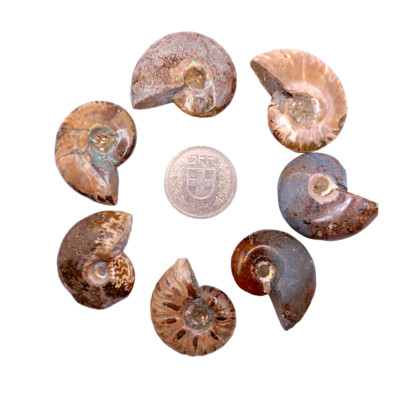 Fossiles d'Ammonite - de 20 à 29 g