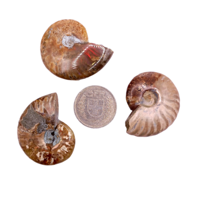 Fossiles d'Ammonite - de 30 à 39 g