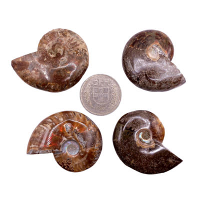 Fossiles d'Ammonite - de 40 à 49 g