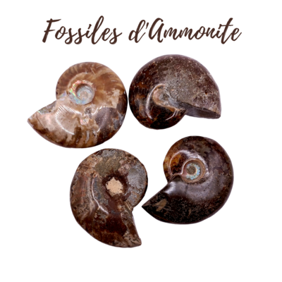 Fossiles d&#39;Ammonite - de 40 à 49 g
