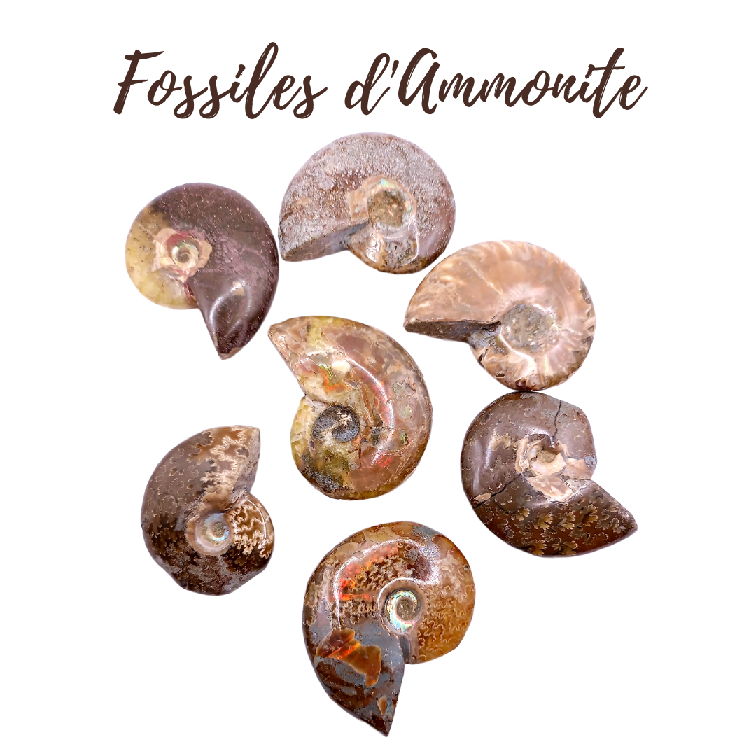 Fossiles d&#39;Ammonite - de 20 à 29 g