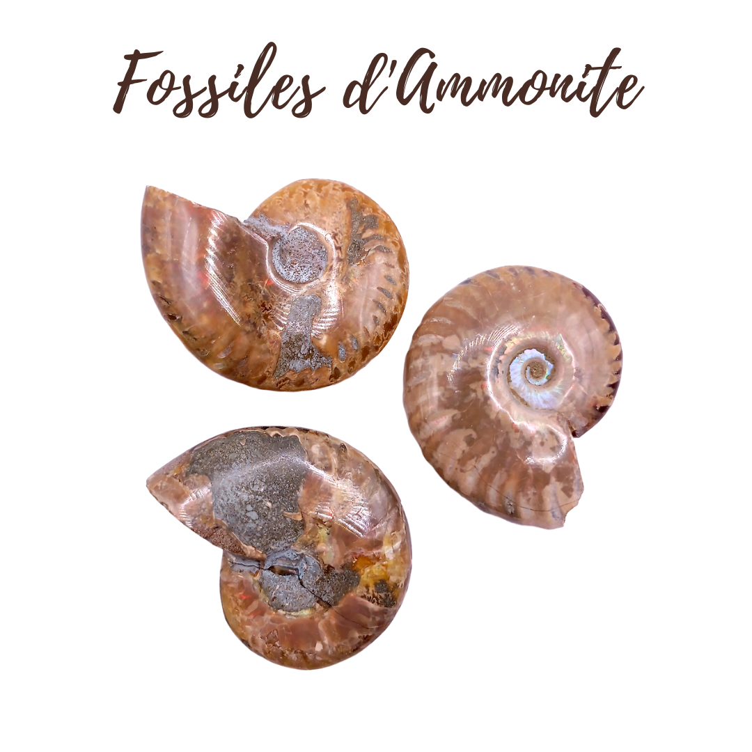 Fossiles d&#39;Ammonite - de 30 à 39 g