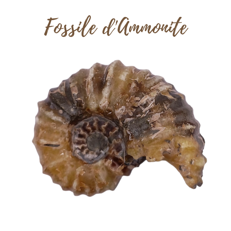 Fossile d&#39;Ammonite - 291gr