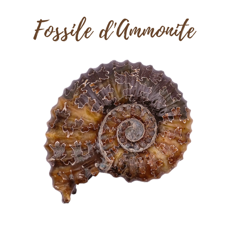 Fossile d&#39;Ammonite - 354gr