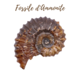 Fossile d&#39;Ammonite