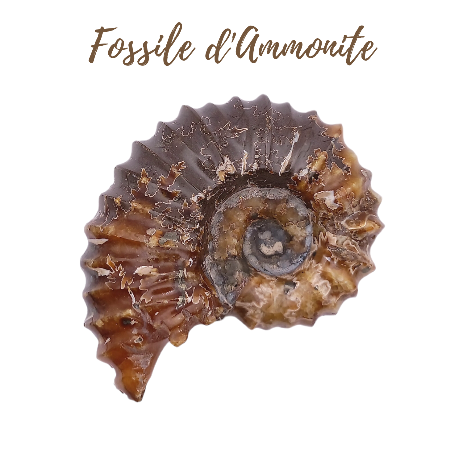 Fossile d&#39;Ammonite - 406gr