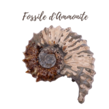 Fossile d&#39;Ammonite