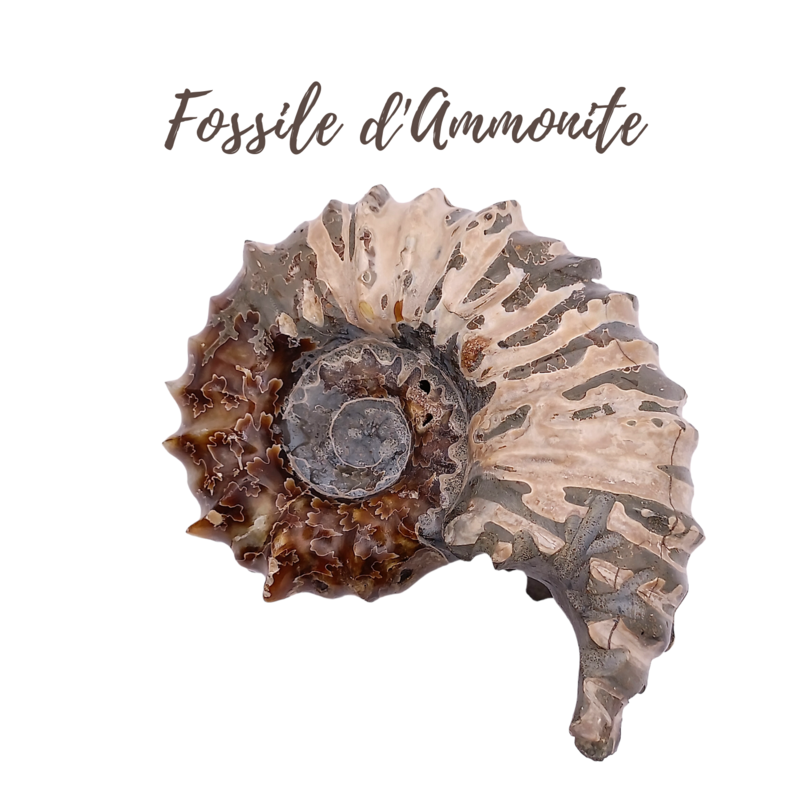Fossile d&#39;Ammonite - 344gr