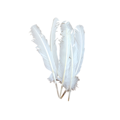 Plume d'oie