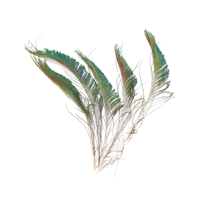 Plume de paon