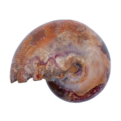 Fossile d'Ammonite