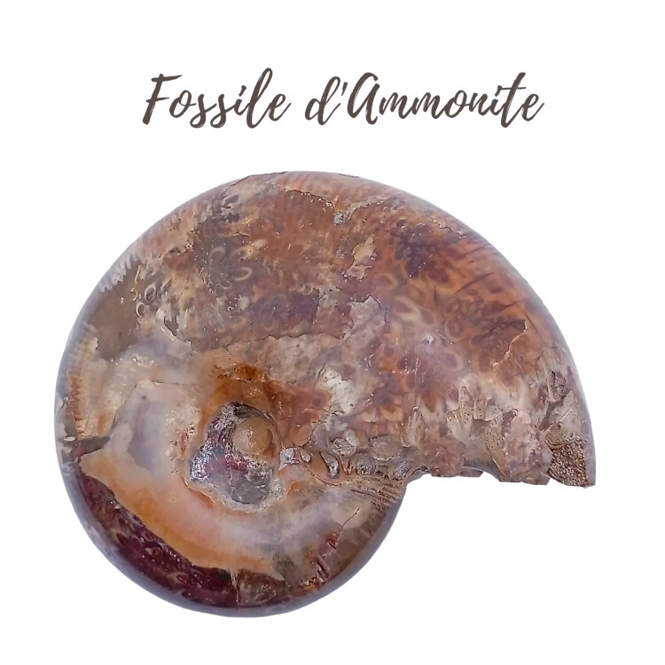 Fossile d&#39;Ammonite - 320gr