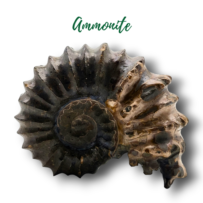 Fossile d&#39;ammonite - 473gr