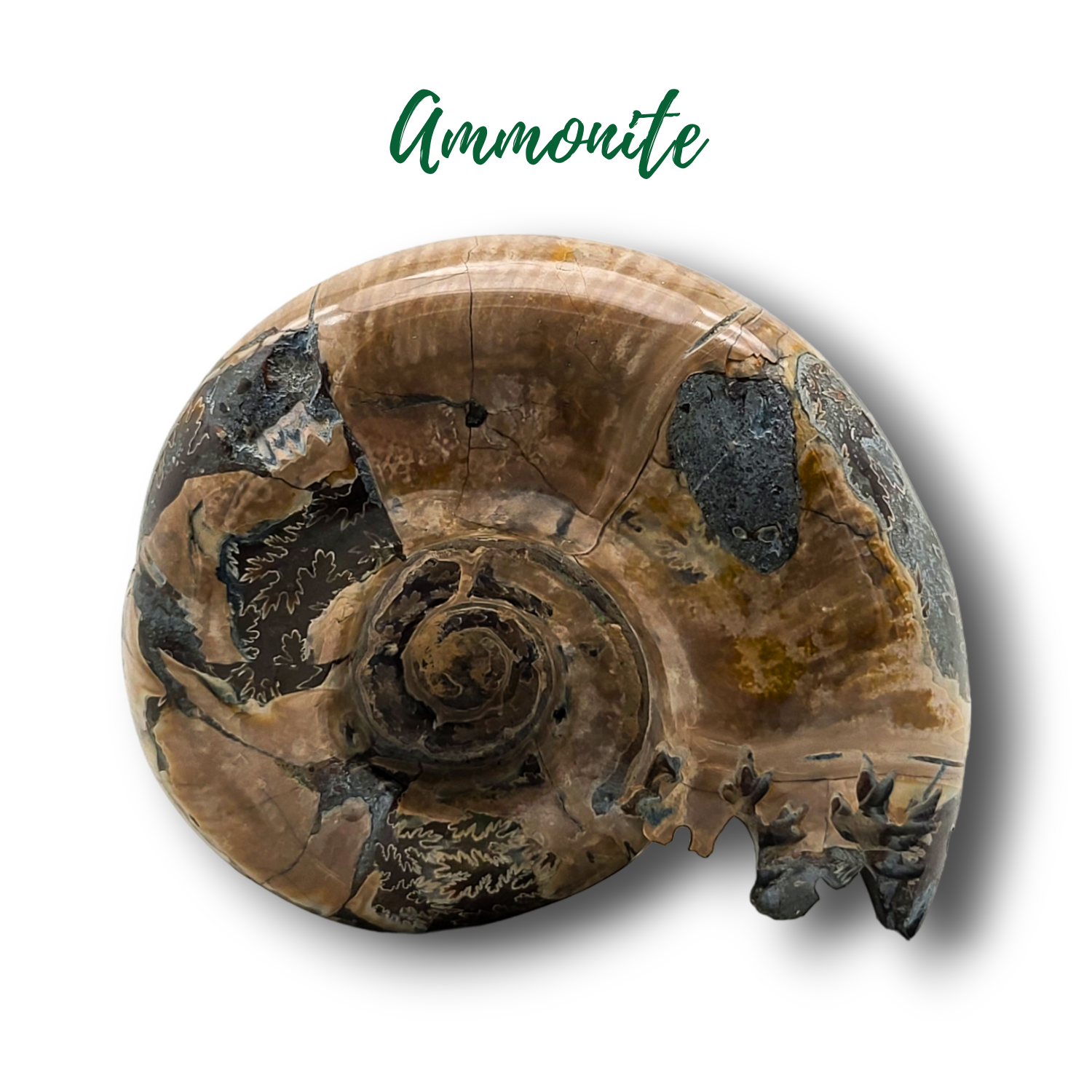 Fossile d&#39;ammonite - 342gr