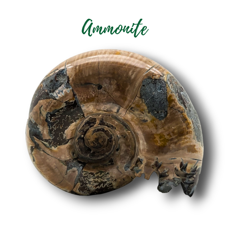 Fossile d&#39;ammonite - 342gr